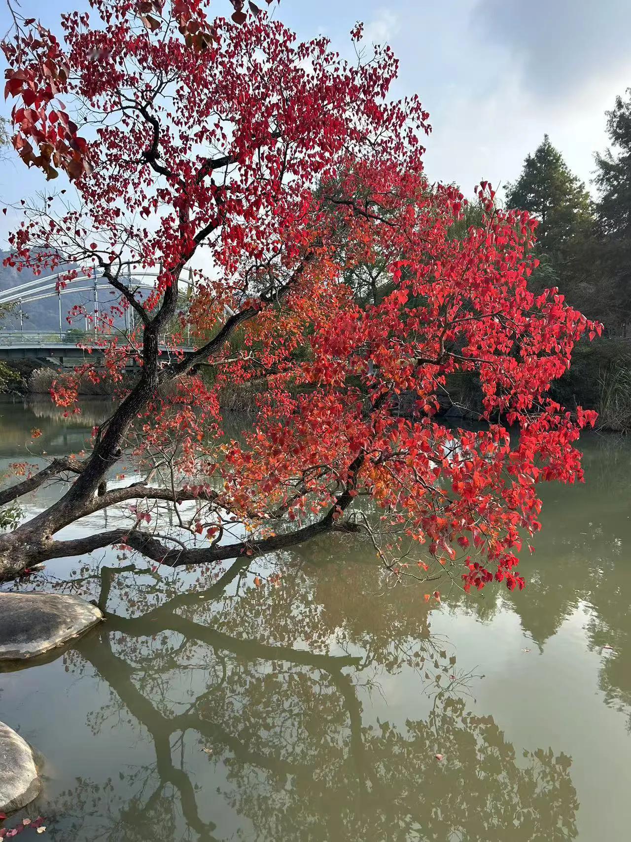 湖边的红叶，是真美呀