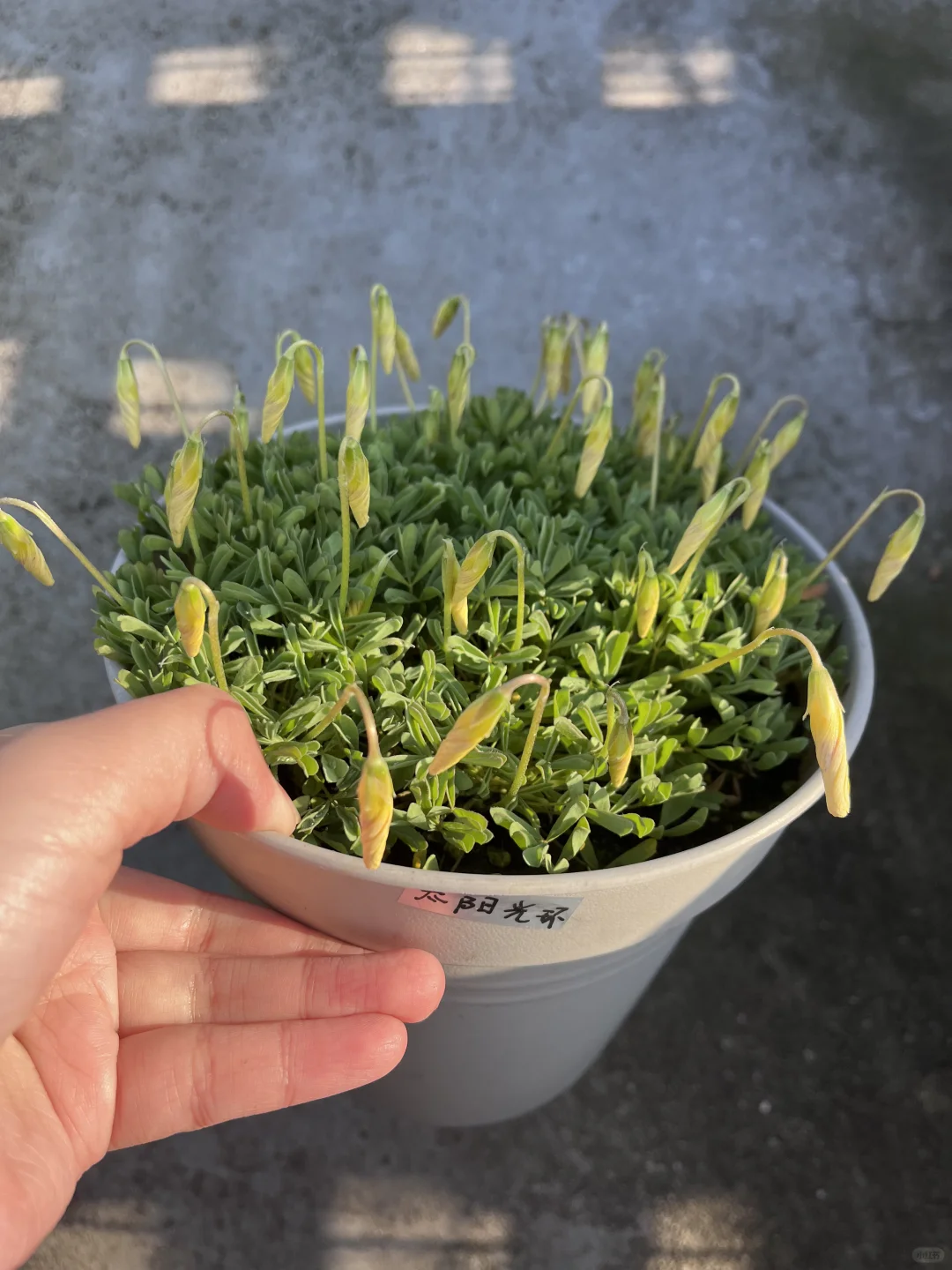 酢浆草晚花爆花啦