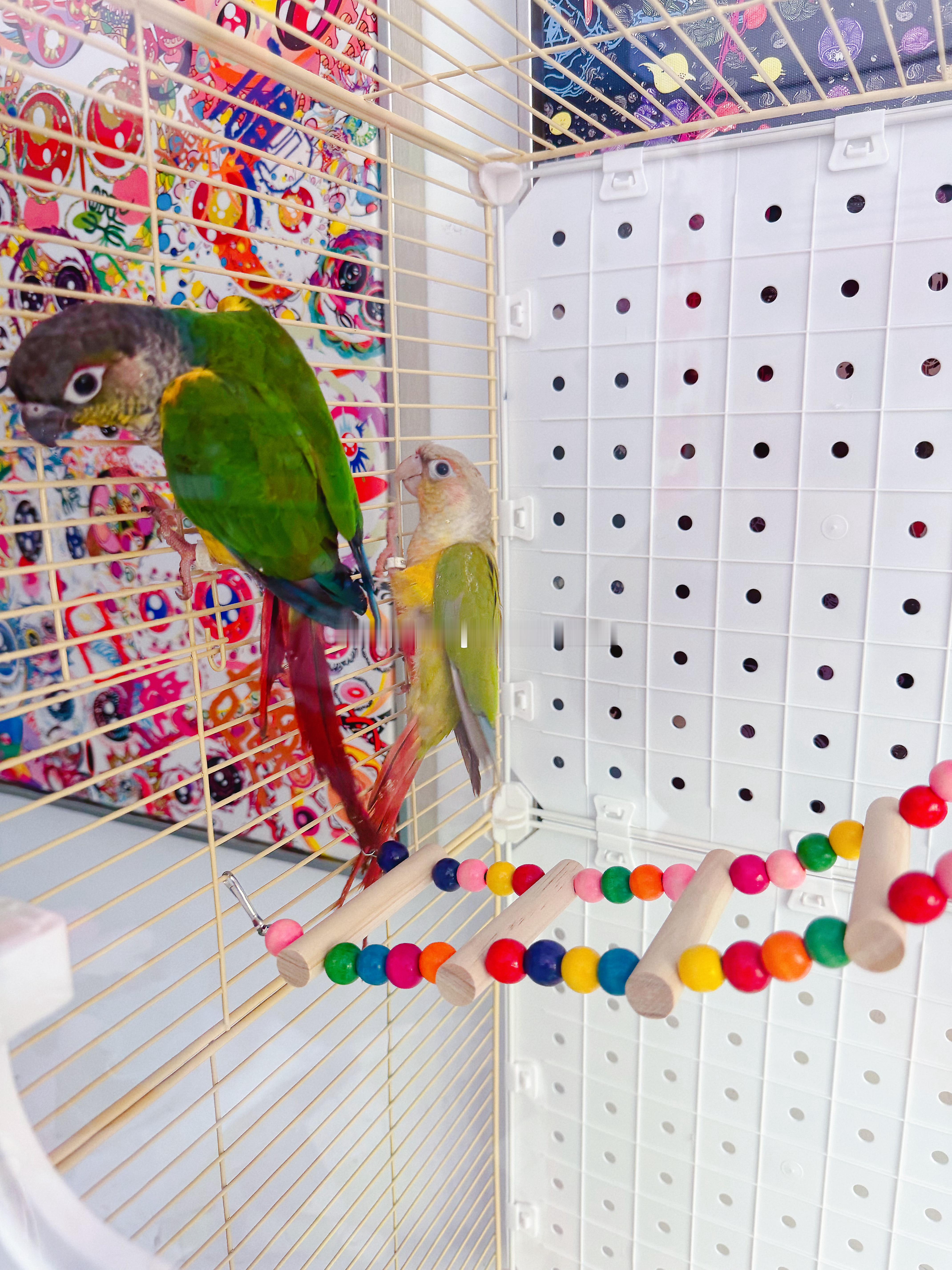 小可爱🦜◉‿◉ 