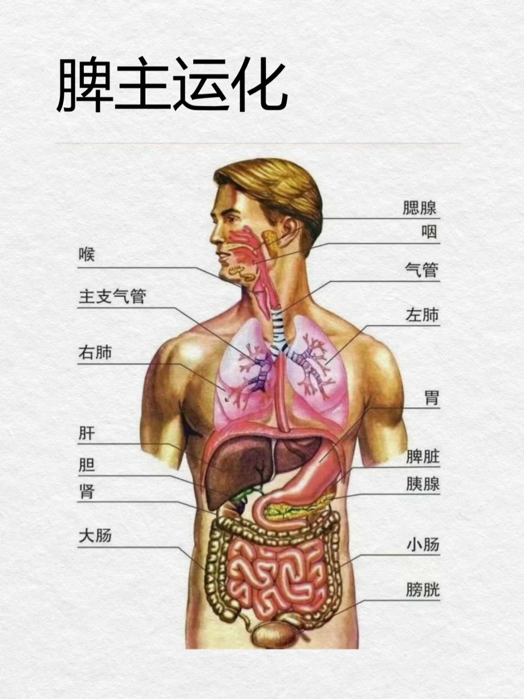 0基础学古中医39天｜五行之脾