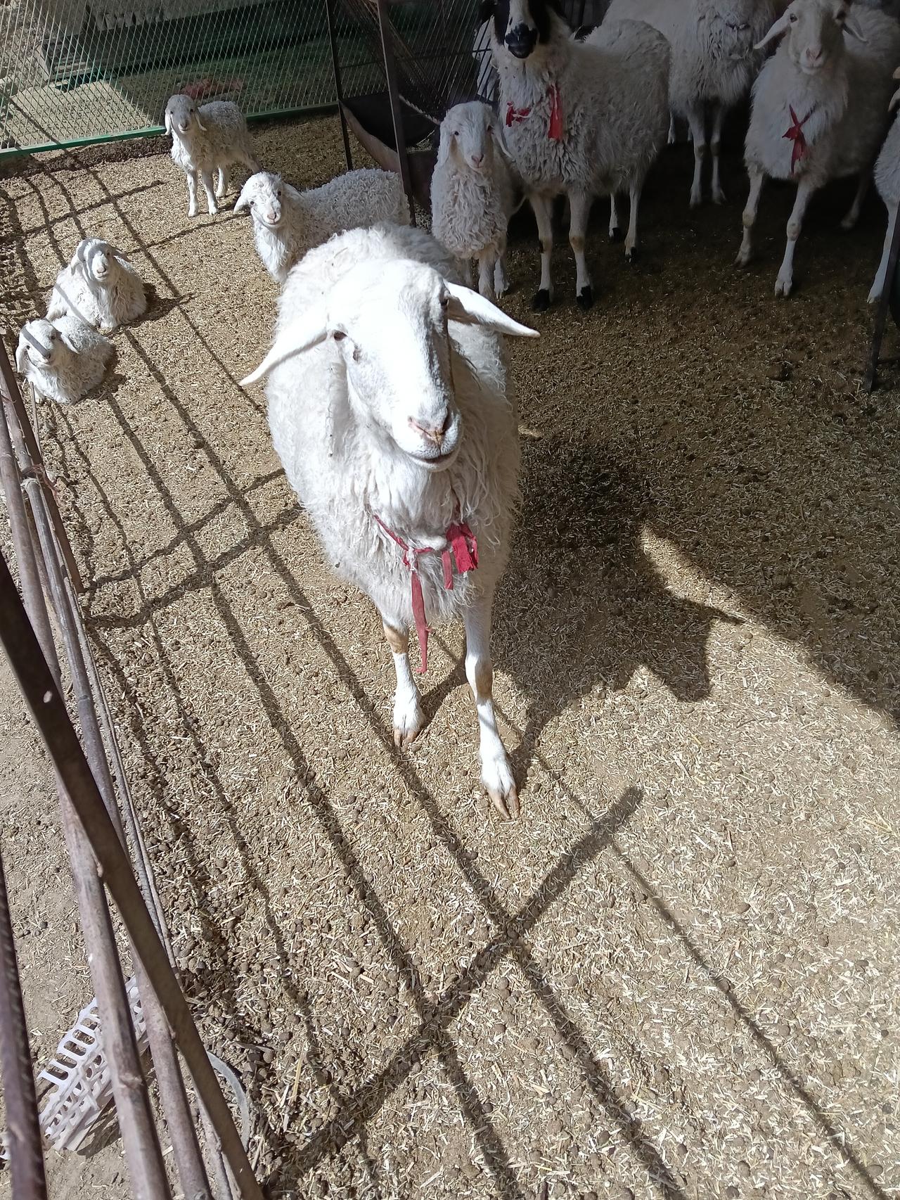 今年羊价稳得像老黄牛，这可给养羊户吃了颗定心丸，能安心喂羊啦。以前羊价像坐过山车