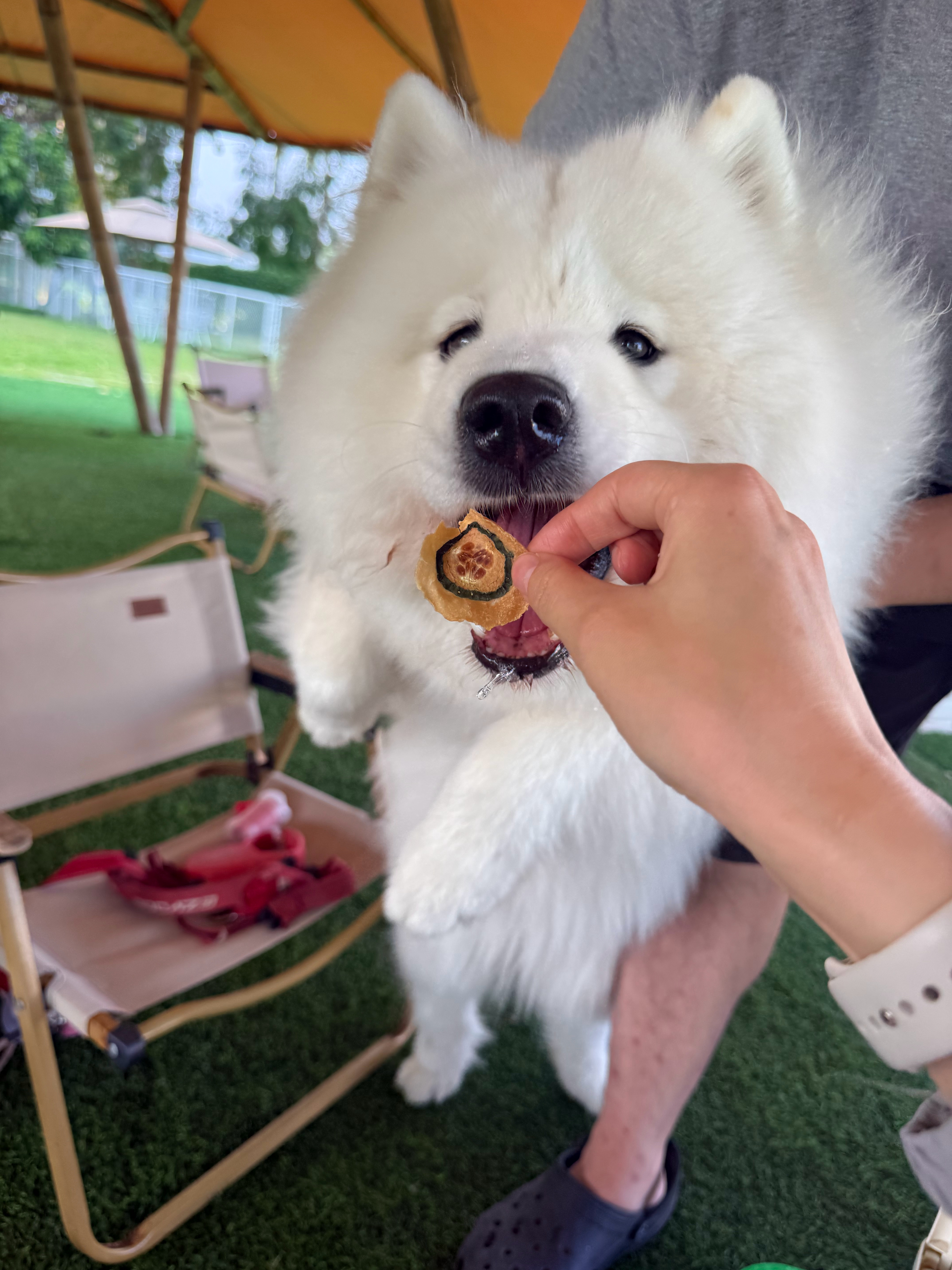 吃完就走珍珠是也！ ​​​