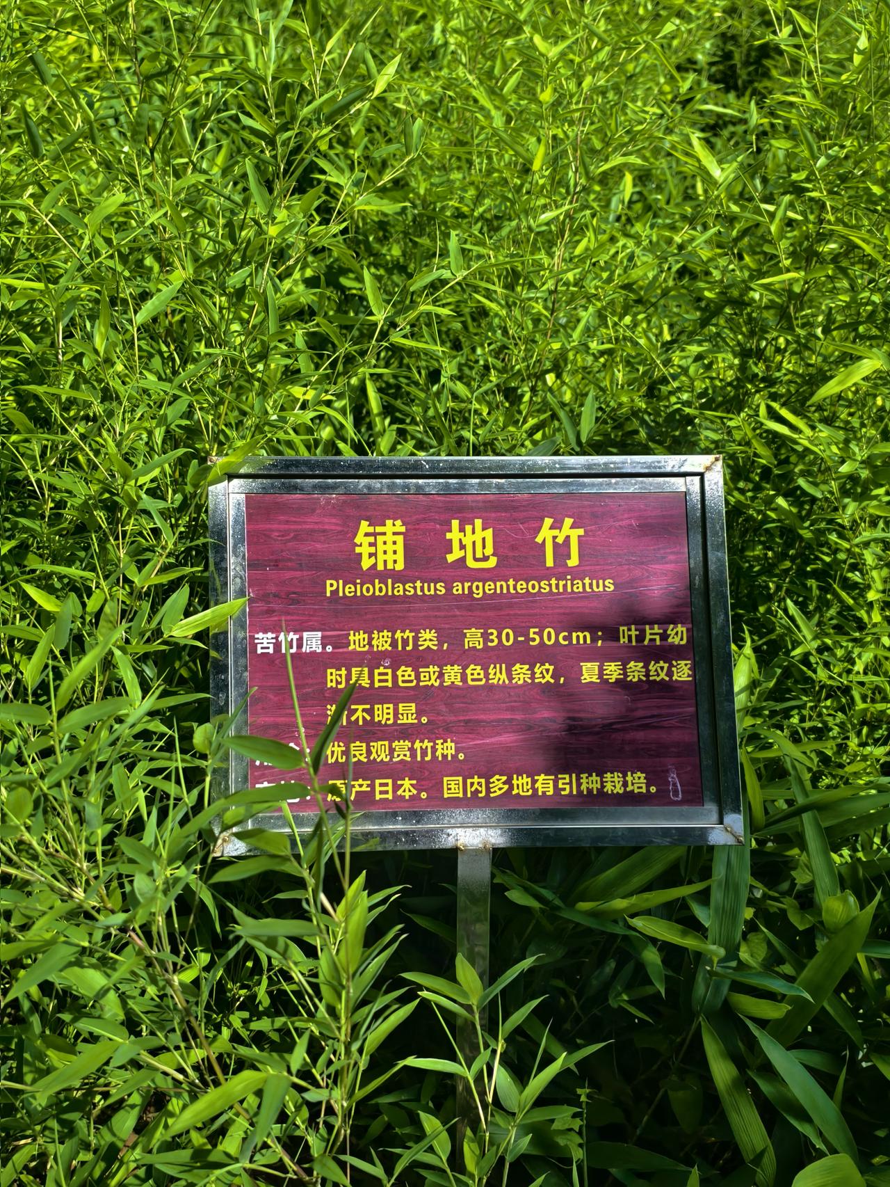 柏乡北方风景竹园——邢台的“北方竹海”。
 
北方风景竹园，是邢台柏乡县的特色文