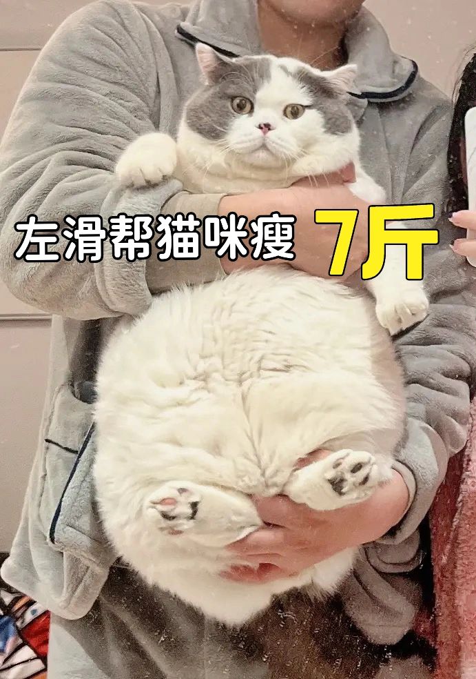 减肥秘籍｜22斤减肥到15斤的猫咪