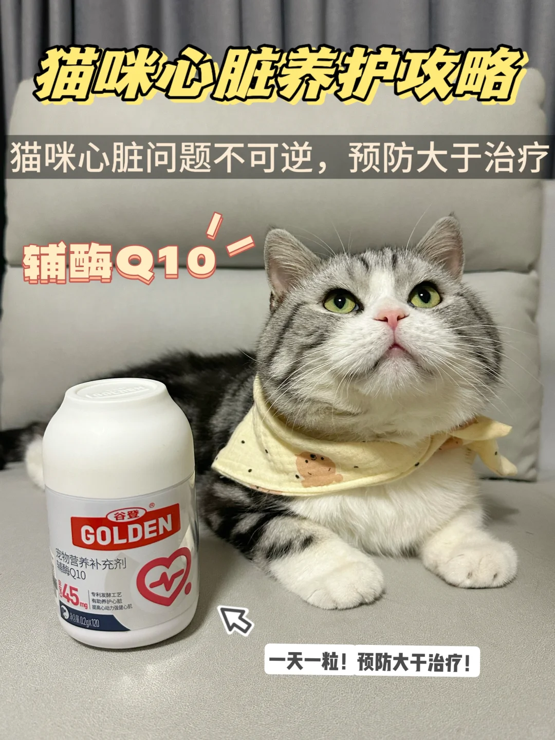 猫咪心脏问题不可逆，预防大于治疗！