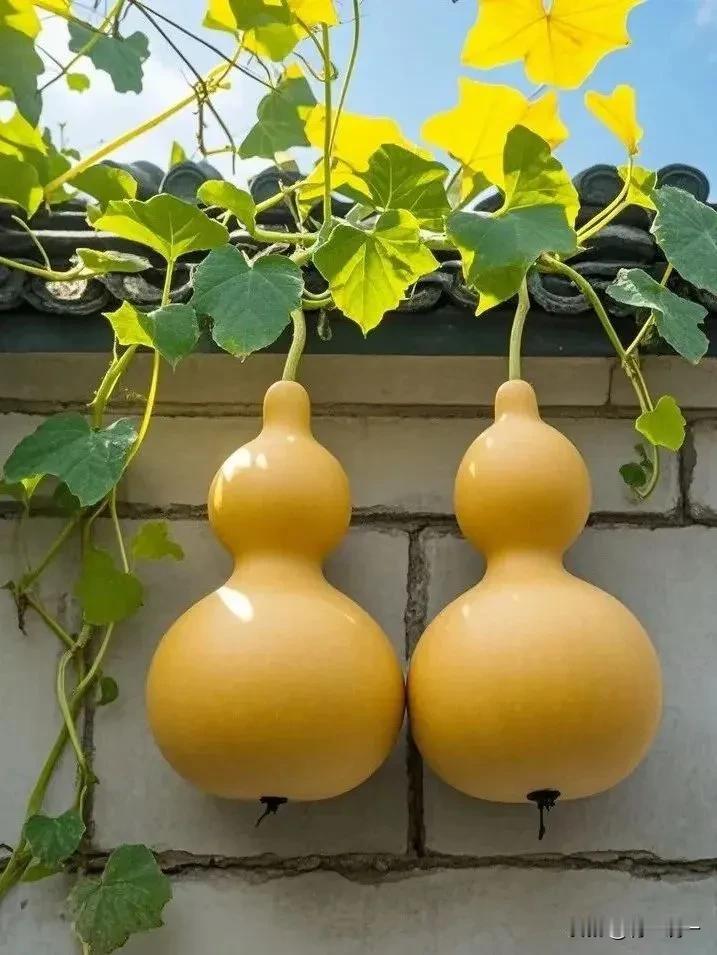 你们说，搭伙过日子会有幸福可言吗？
一位女子因生意挫败而离异，背负将近五十万的债