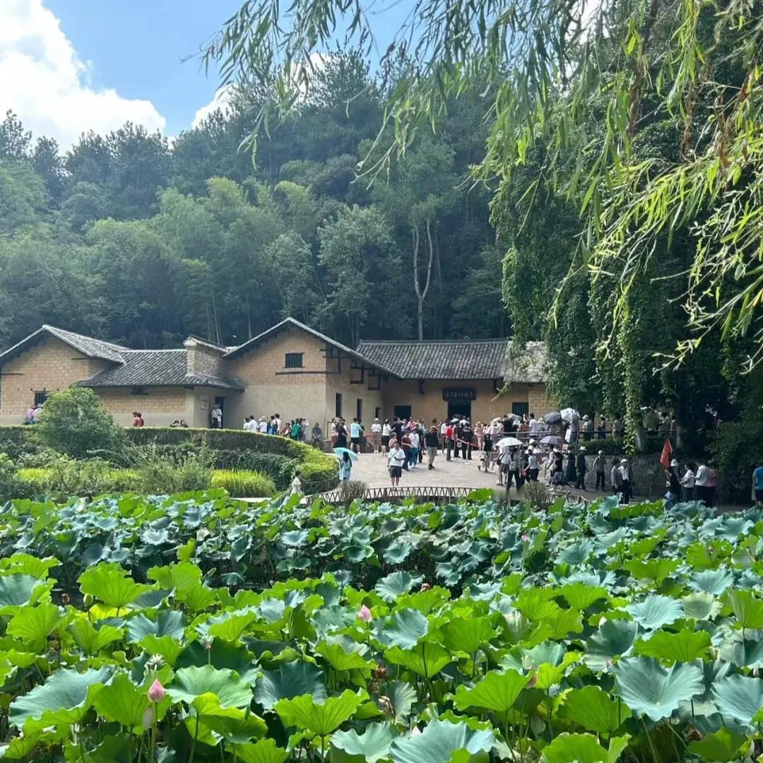夏雨敲荷荷滴泪，
芝芝恋对对我和。
（我来和对）