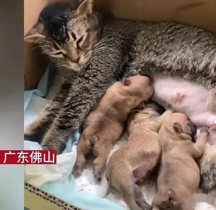 广东佛山，一家宠物店发生了一件让人又吃惊又感动的事情！原来，一位女子养的狗生了一