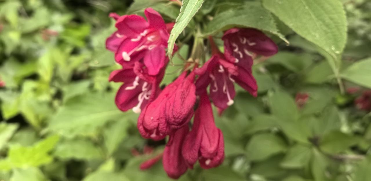 娇艳欲滴的红色花朵，绽放在翠绿的叶丛中，宛如自然中的艺术品。