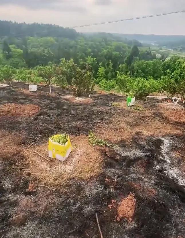 一场野火毁果园，防火警钟需长鸣
 2026年4月10日中午，四川资阳安岳县合义乡