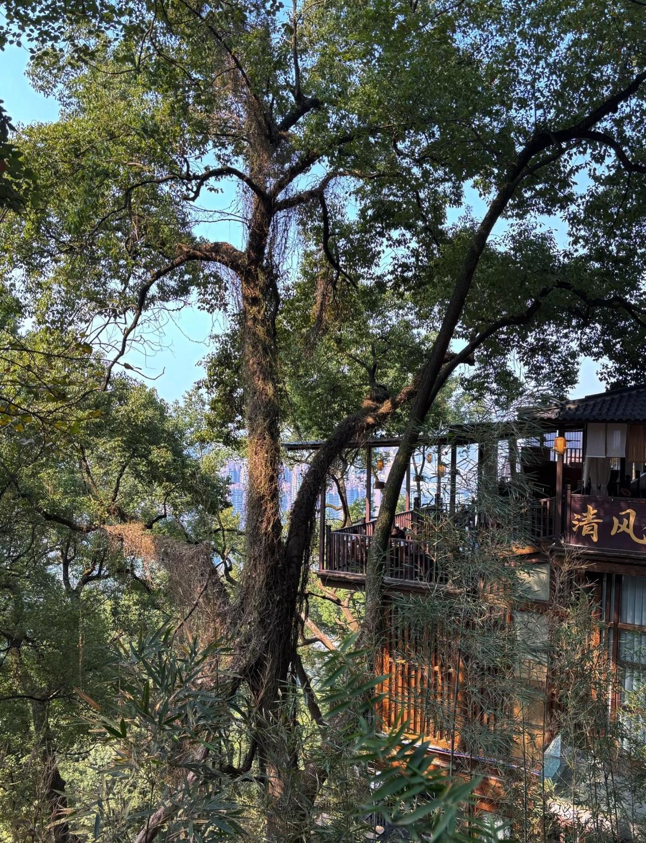 春日徒步好去处
周末不做牛马，来南山吸氧放空🌿
我们走的这条路线都是下坡 不太