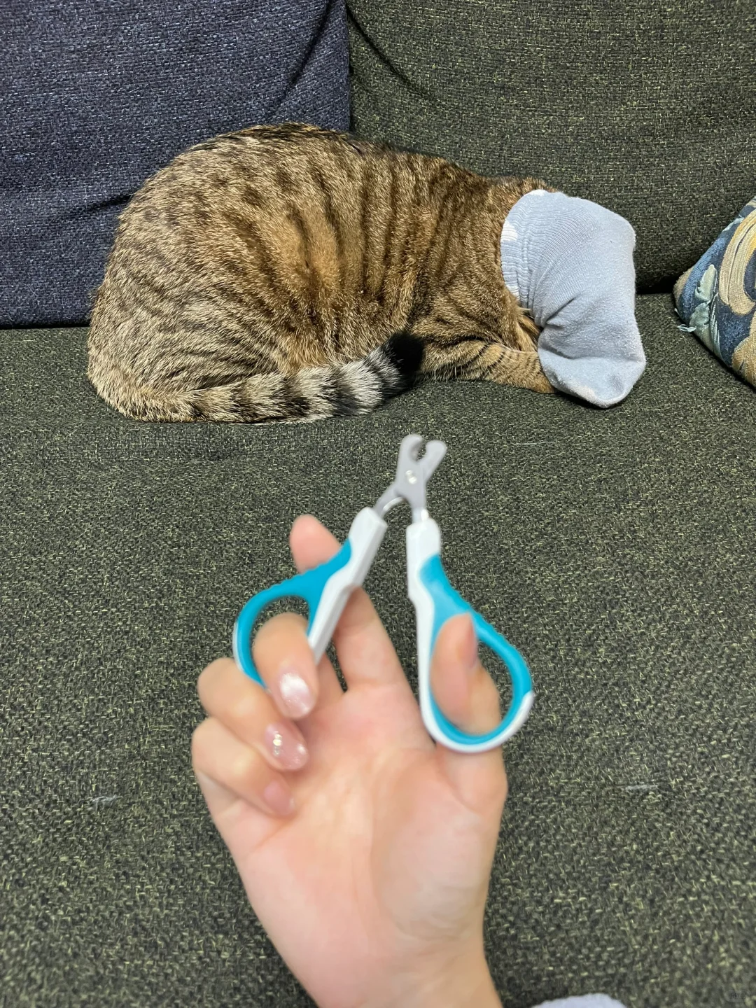 袜子套头 封印小猫