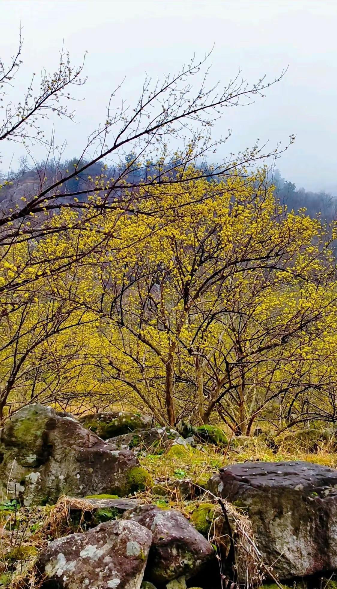 春天适合开花，我们适合开心。 浪漫的不只有玫瑰，还有漫山遍野的山茱萸花。愿我们的