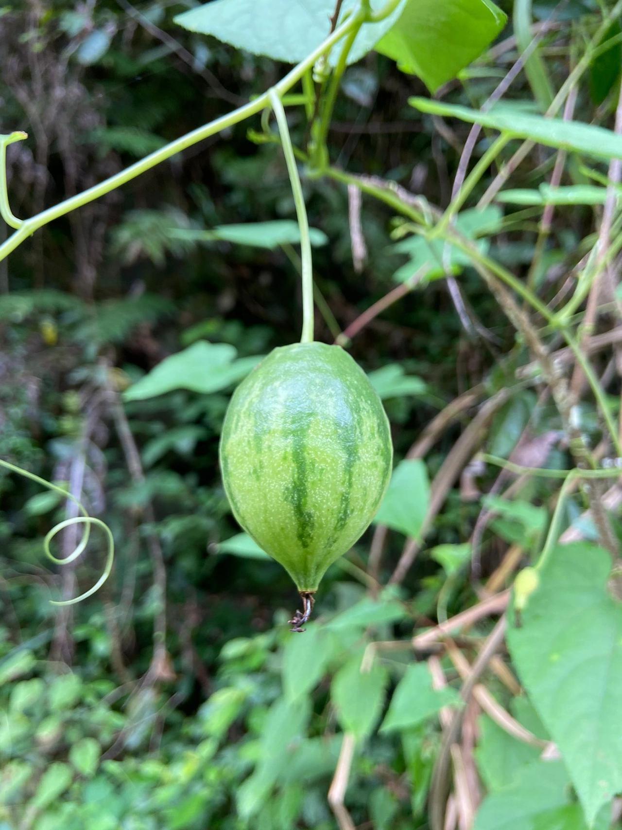 这是什么野果；有认识这个的姐妹吗？
也是在高山上看到的，有好多，看起来挺可爱的，