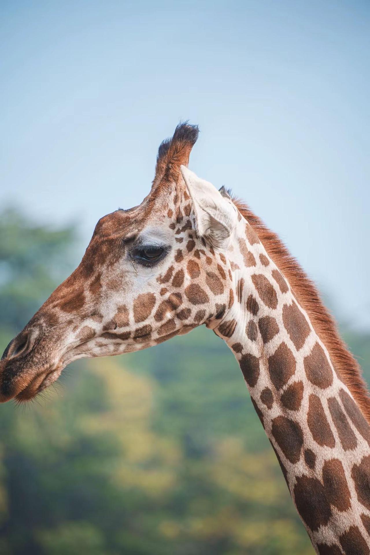 红山动物园去了，大猩猩也看了，长颈鹿的新家跟非洲大草原一样红山动物园 大猩猩