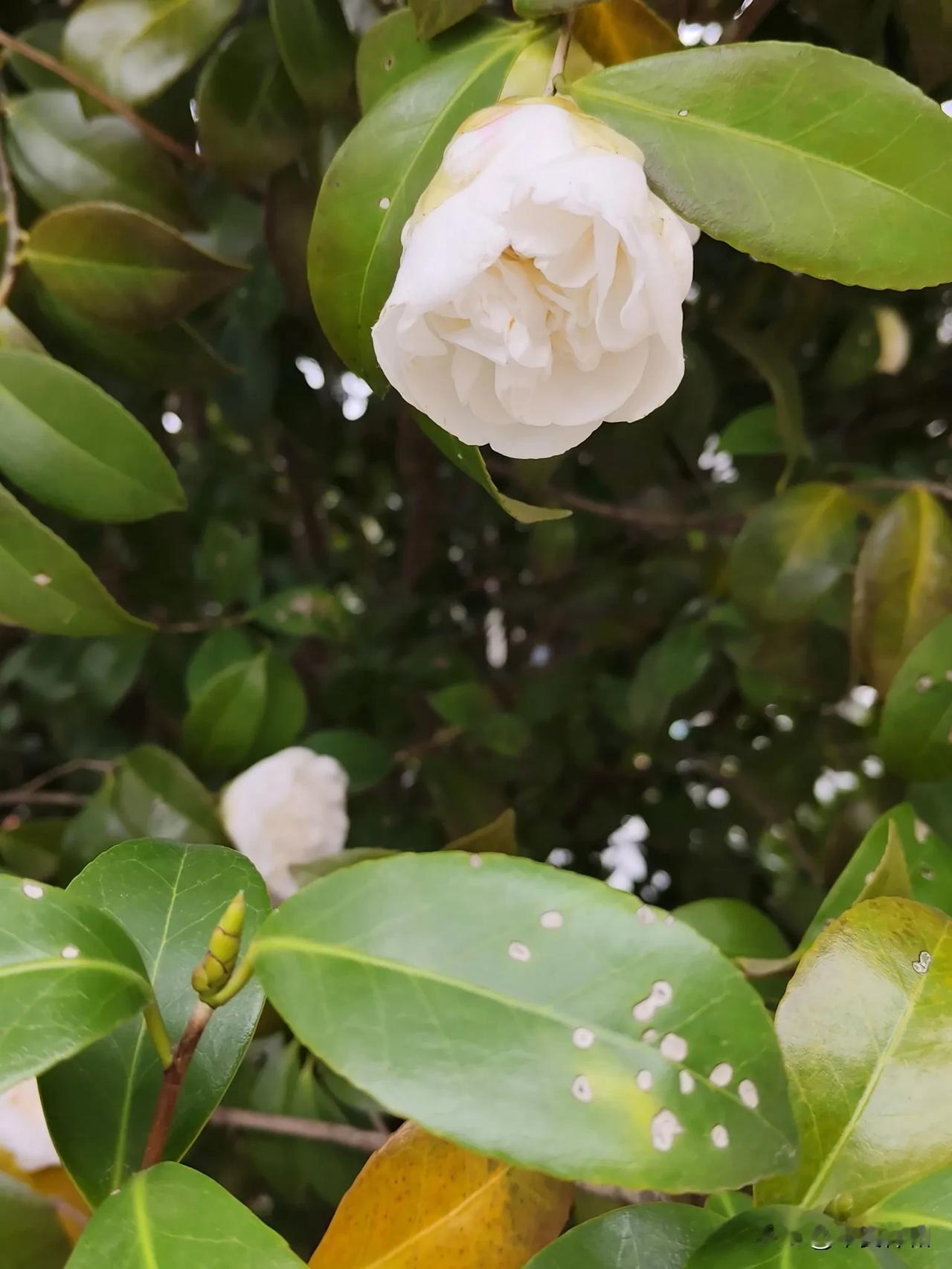 ‌‎茶花像一个个穿着彩裙的仙子，在微风中轻轻摇曳。李子树花洁白如雪，一串串挂满枝