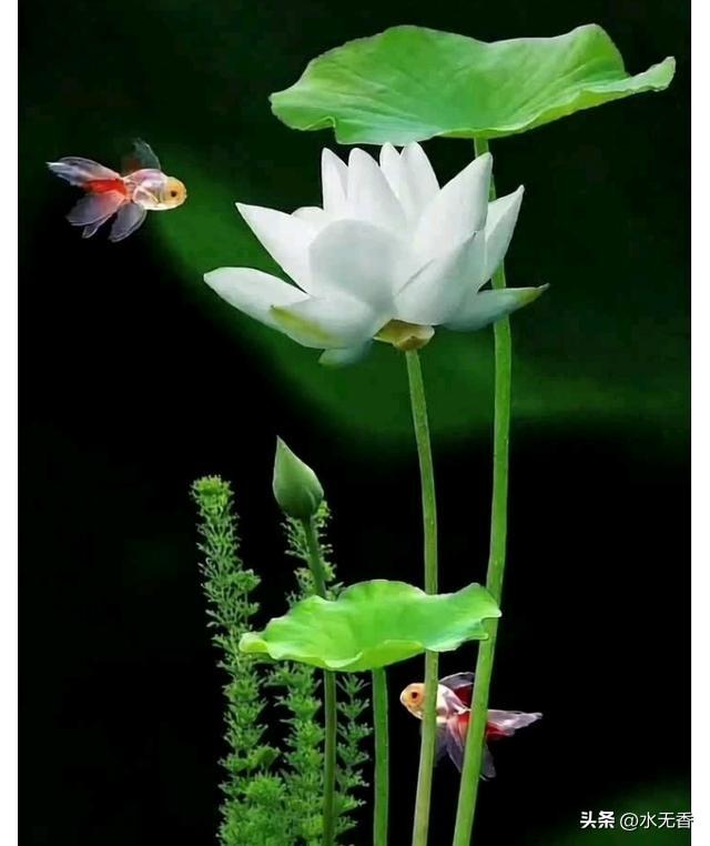 最牛掰的一句话：
“一定要感谢背后议论诋毁你的人，你既不是他爹，又不是他妈，却能