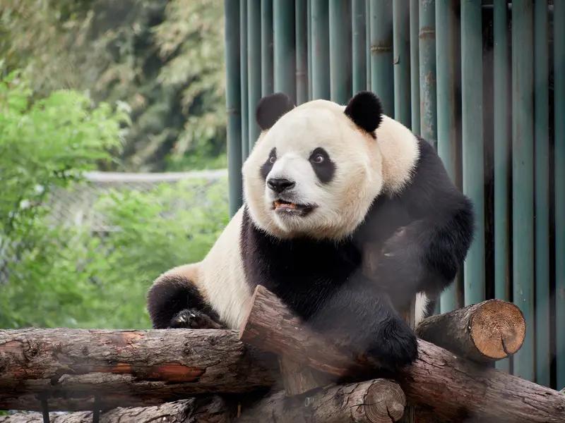 大熊猫是中国特有的动物，这一点真让人骄傲！它那独特的黑白配色，辨识度超高，谁看了