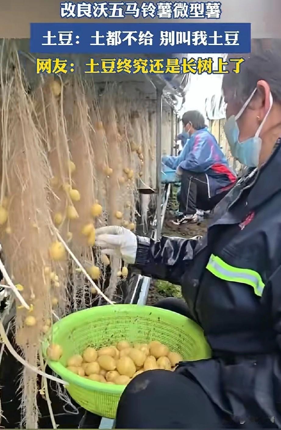 大家有没有发现世面上出现了小土豆，
上面一点泥土也没有，
而且还非常还非常干净，