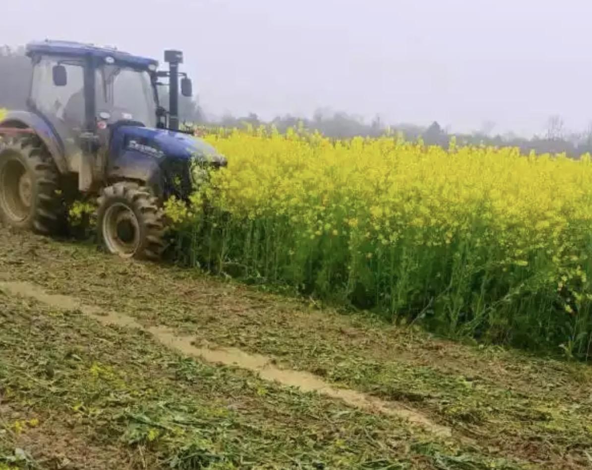 不管因为何种原因，你把30亩即将成熟的油菜给毁掉，这都是在造孽，都是在违法！
事