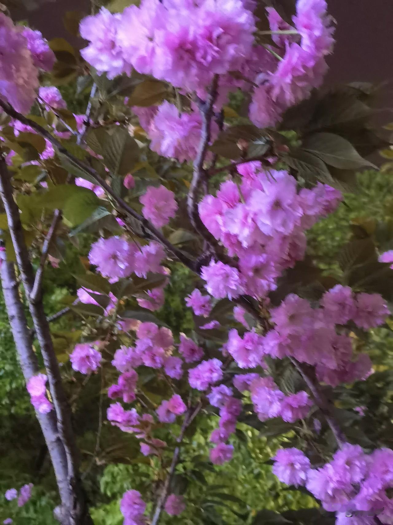 春日生活打卡季小雨晚风，樱花烂漫