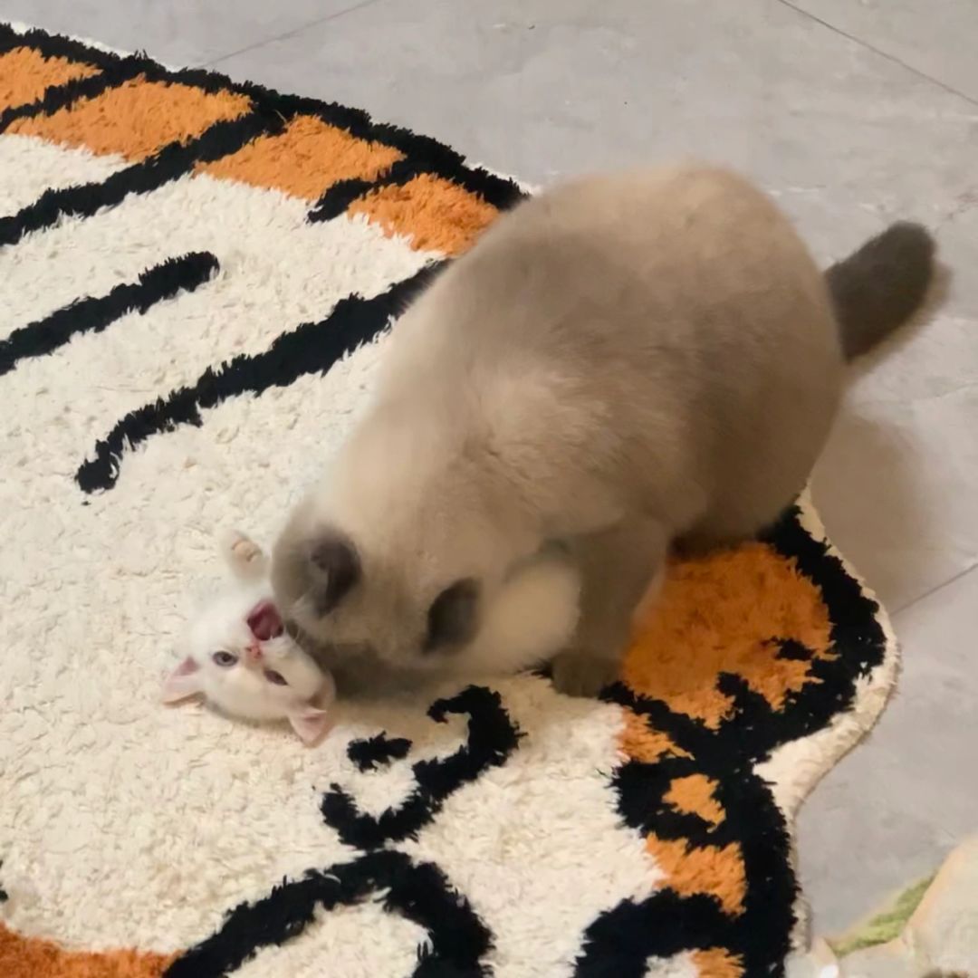 一口把你吃掉！