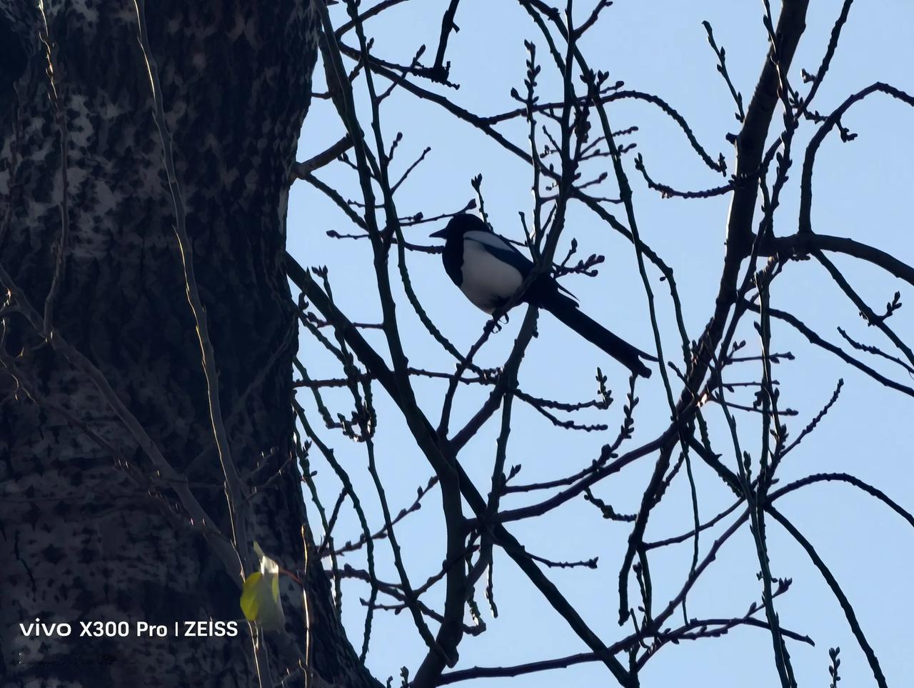 冬日生活打卡季这么冷得天你还要为你老婆孩子找食吃啊！
