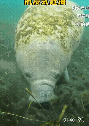 海底世界真好看！[赞][大笑][玫瑰]