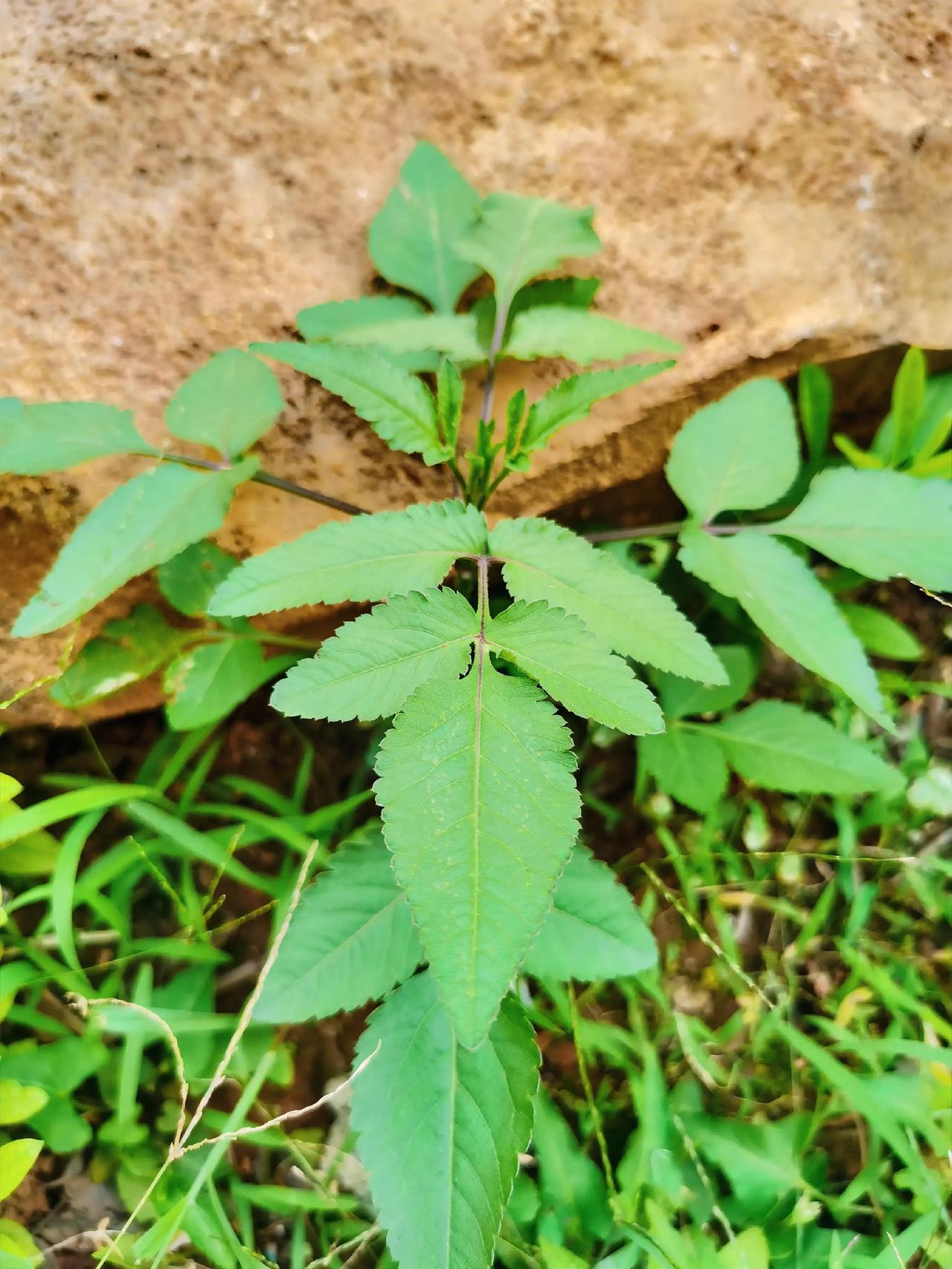 忙碌之中的碎片时间，喜欢到小区走走，休息天就跑到农村田间地头，大山里，喜爱花花草