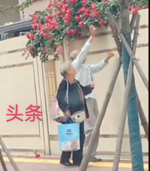 允许你温柔带走我的花
山东一女士在路边种了一株鲜花树，每到这个季节，花开的非常漂