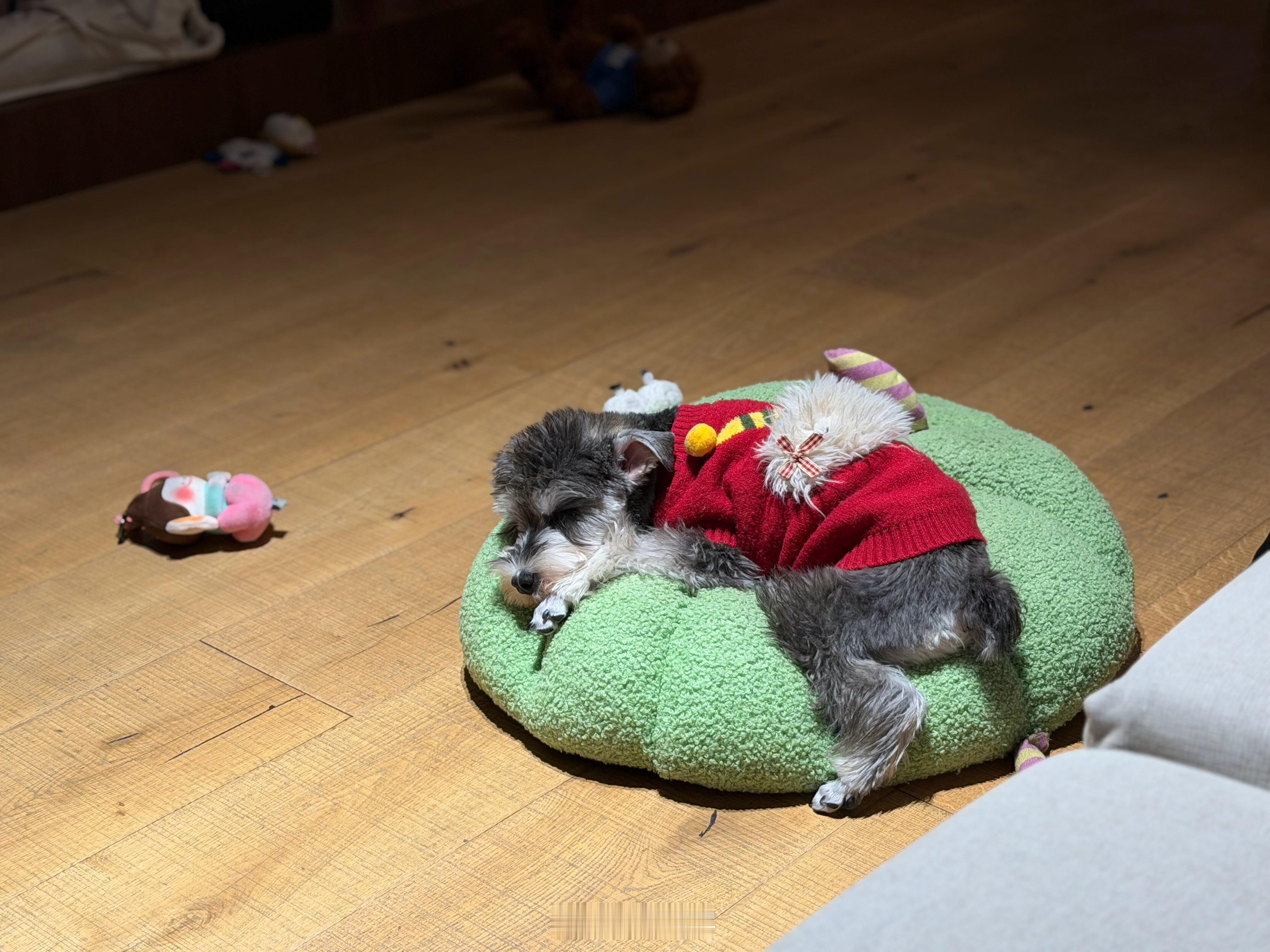 这个小家伙今天5个月啦