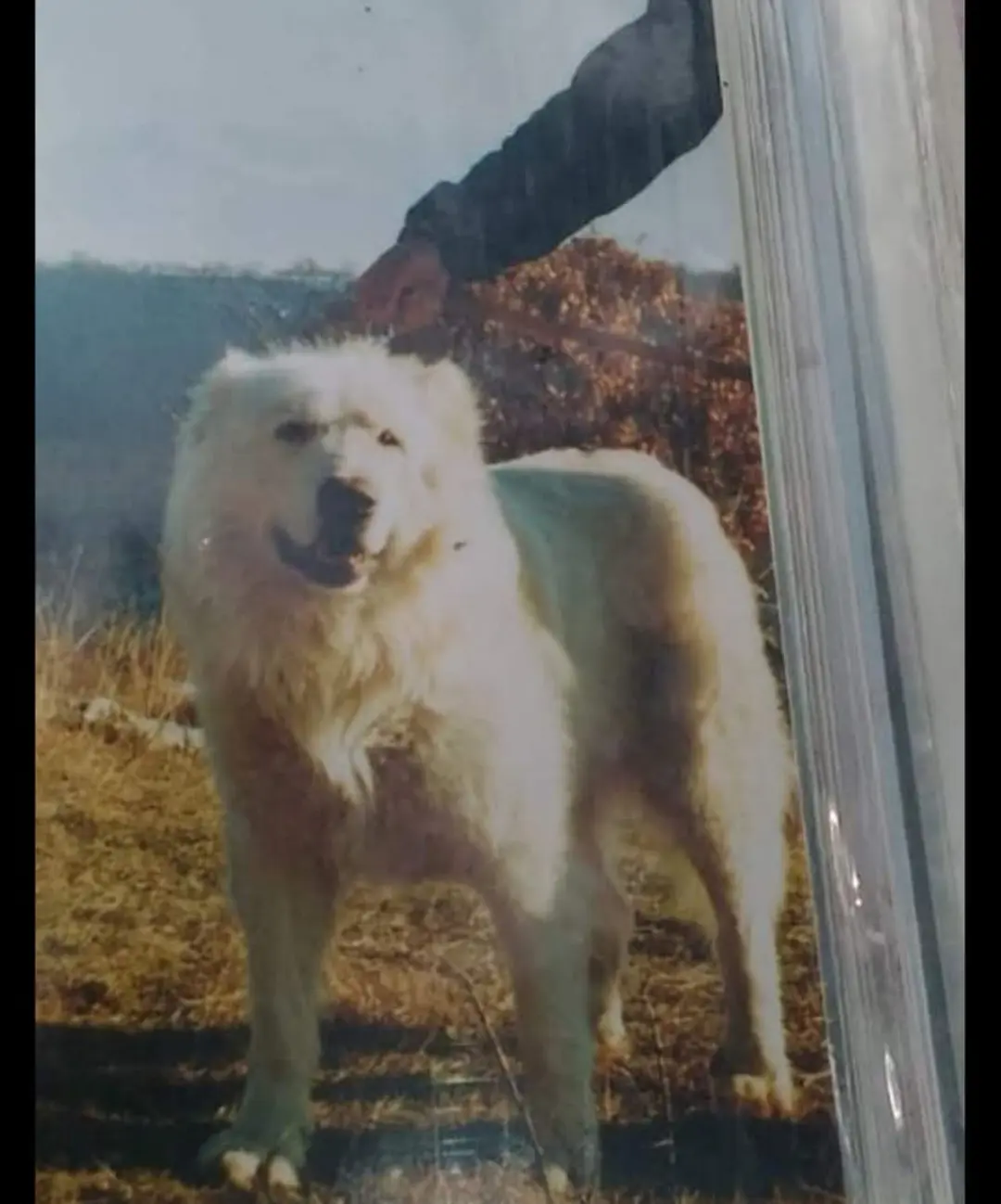 意大利阿布鲁佐牧羊犬