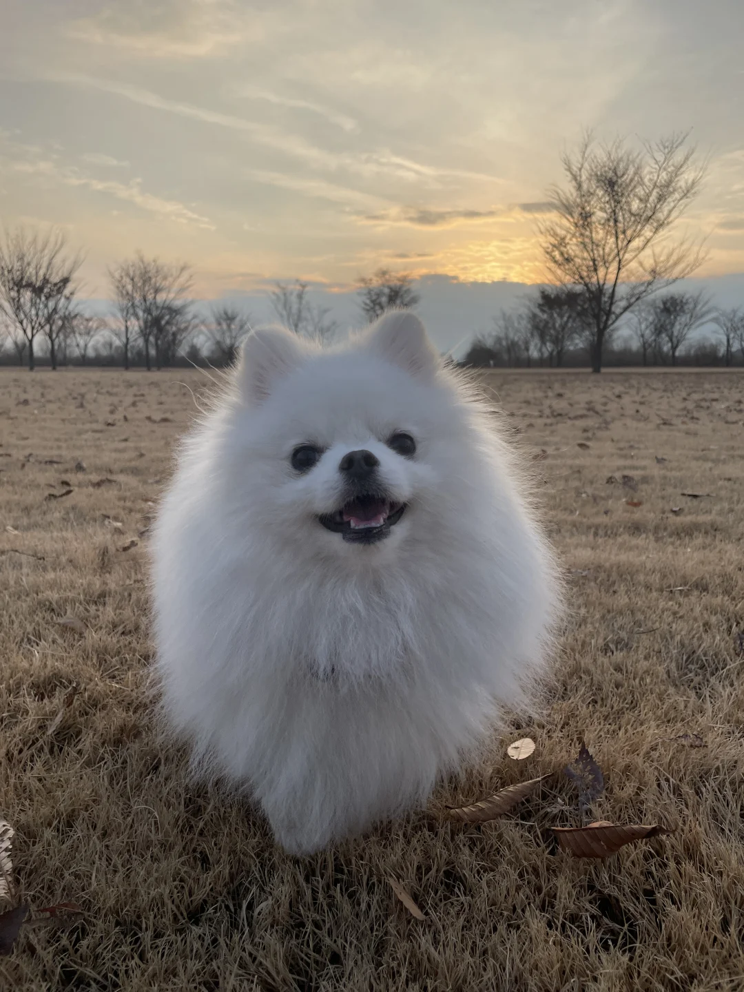 正脸一般但侧颜绝啦