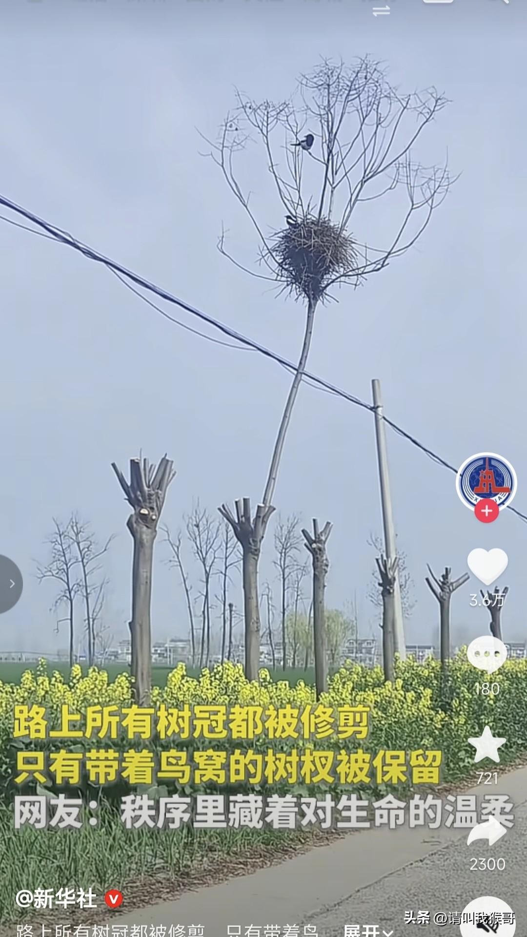 近日，安徽宿州的绿化被新华社表扬了，画面中所有的树冠都被修剪了，唯独那个有鸟窝一