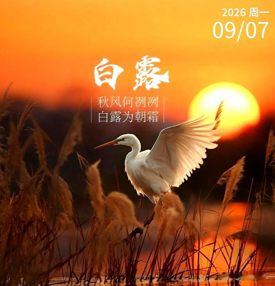白露
露水凝成秋的第一枚印章，
蝉声渐远，桂香未至，
这一时节，
适合把心事慢慢