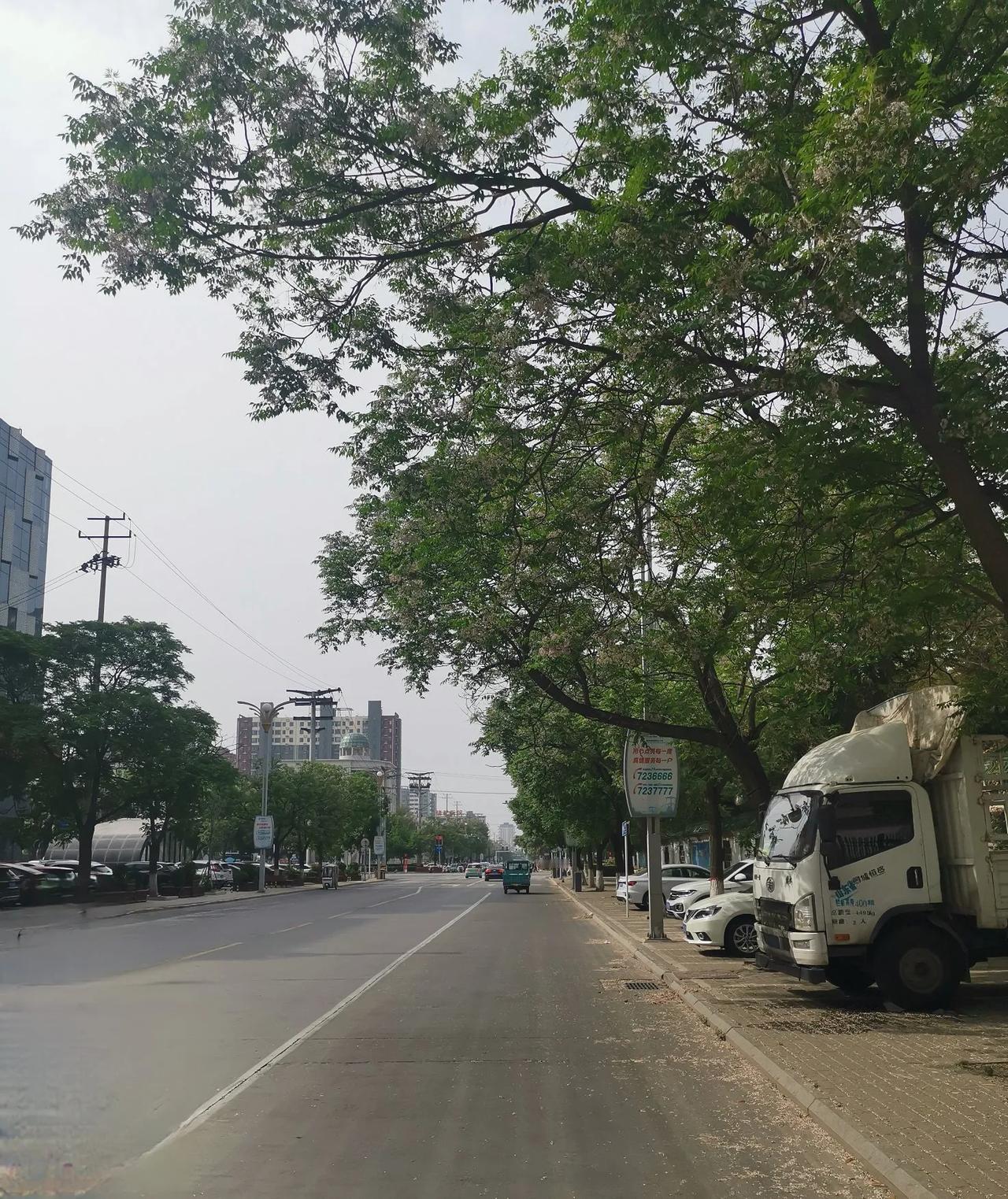 一条华山路，一路丁香味

一条路，有了主题，才有了灵魂。
比如益民胡同绽放的蔷薇