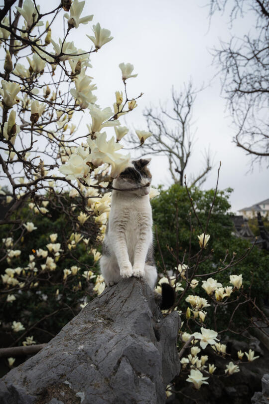 猫猫我呀被玉兰花枝抽了脸