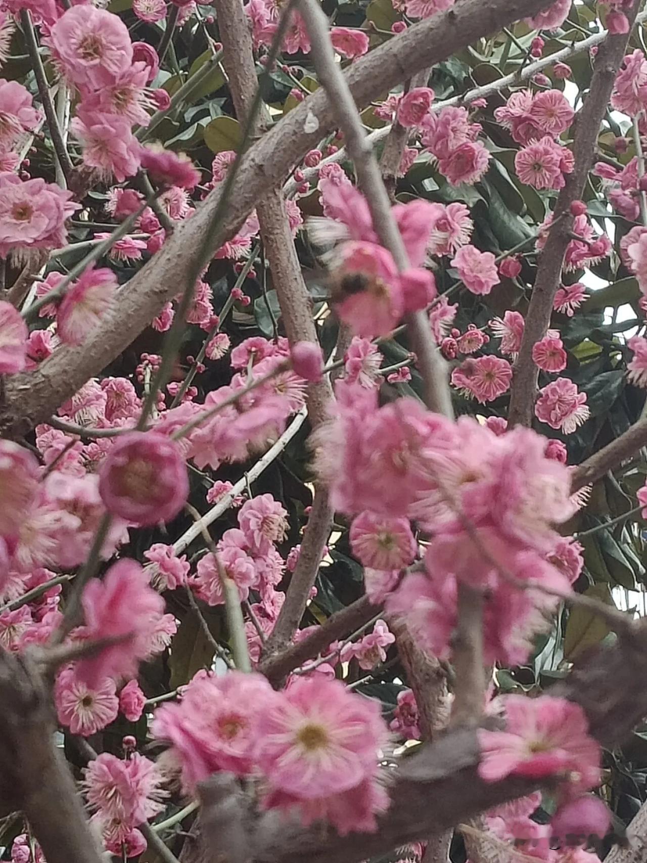 春天到了，那枝头上我最爱的桃花，正娇娇俏俏地开着，粉意晕染了整个枝头。
春天的诗