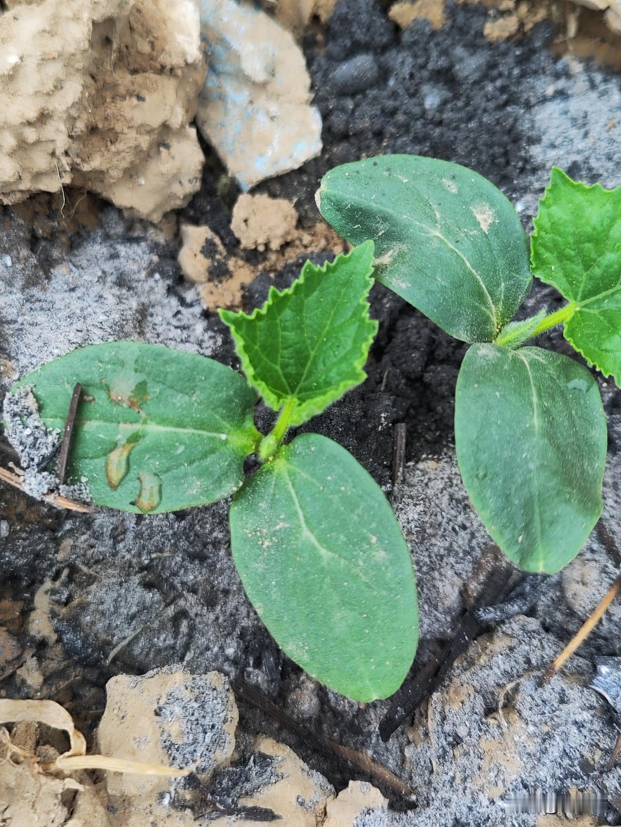 随着气温升高，直接播种的黄瓜已出苗，黄瓜出苗后怎样管理？

管理核心在于“控水，