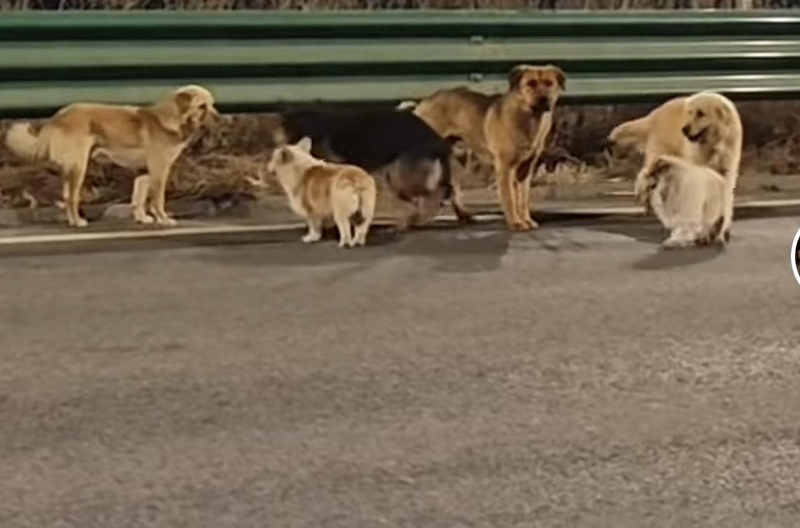 “七狗下天山”我要上精选-全民写作大赛

这是一个感人，揪心，温暖又治愈的故事！