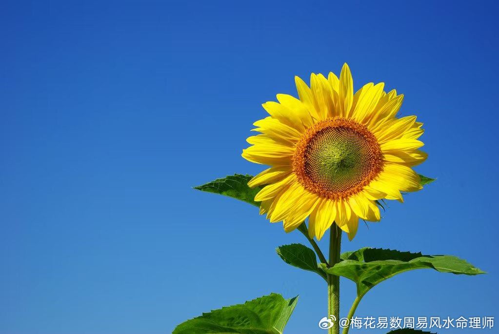 分享图片 