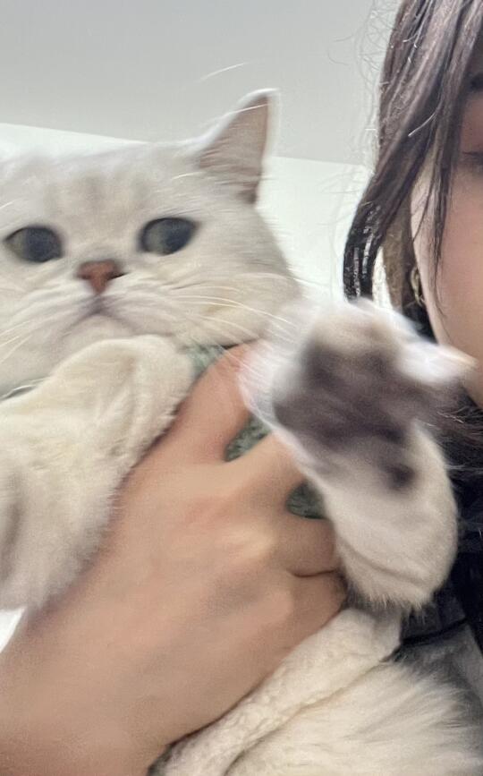 我好像不太懂我家的小猫