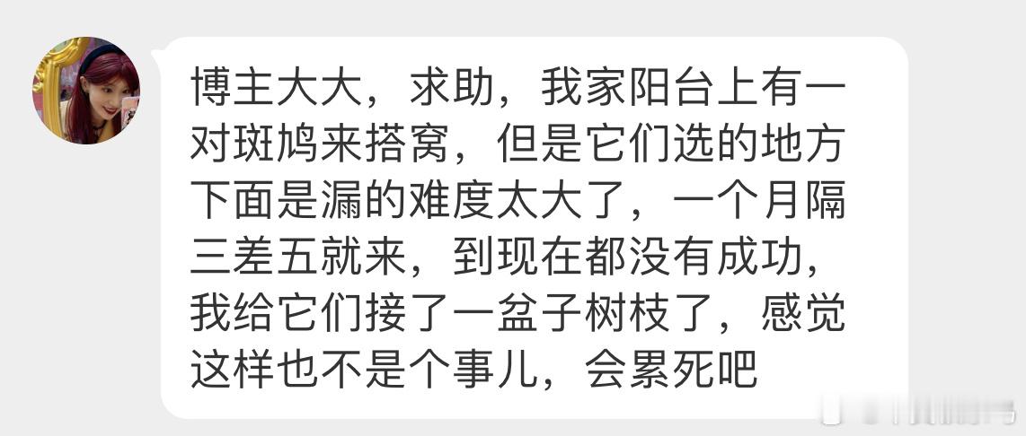 ？？？珠颈斑鸠还挺犟🙊 ​​​