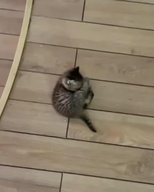 豪猫配豪人👍🏿
