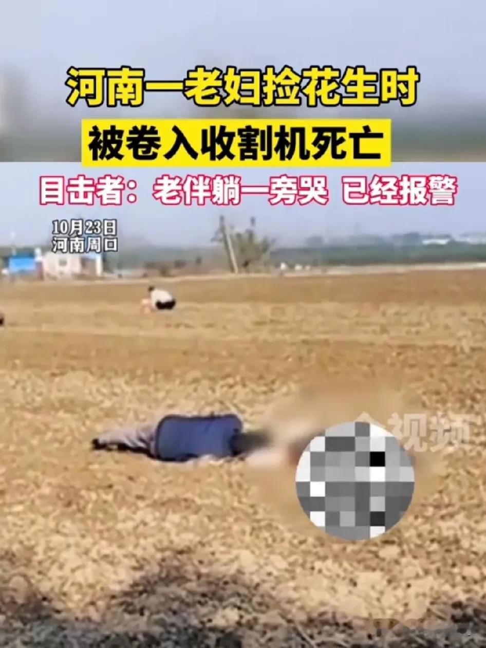 无比悲伤！河南周口，一位老婆婆捡拾花生，不慎被卷入收割机身亡，老伴守候在旁边哭得