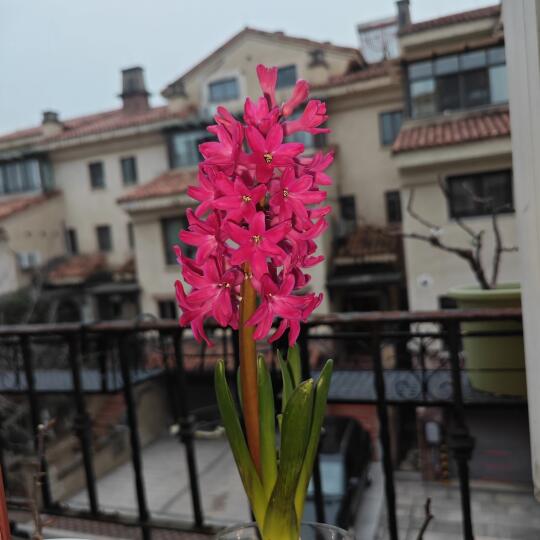 风信子开花啦