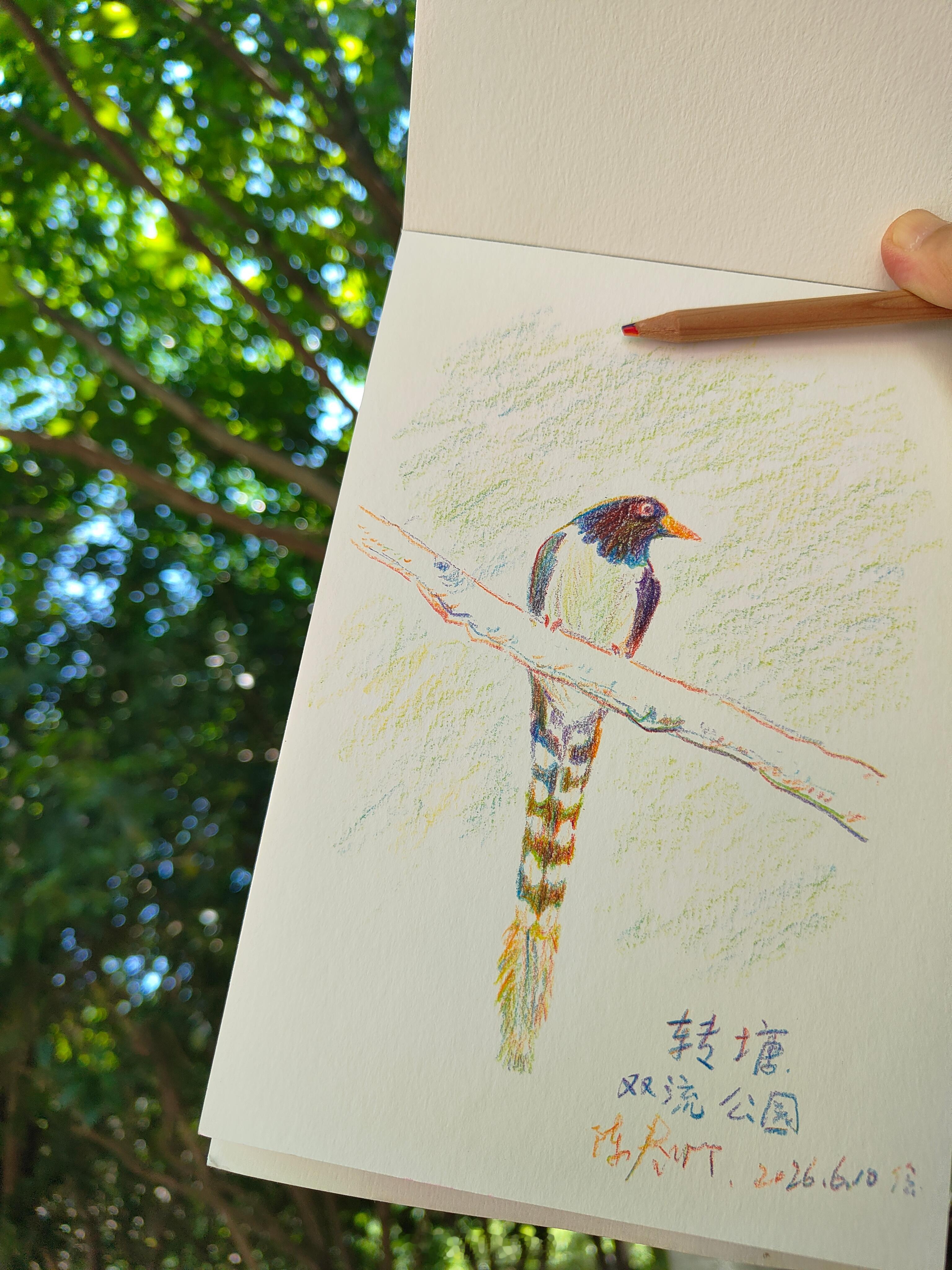 西湖区转塘这边生态就是好，刚才在公园里休息时忽然看到一只长尾巴漂亮的鸟飞到旁边树