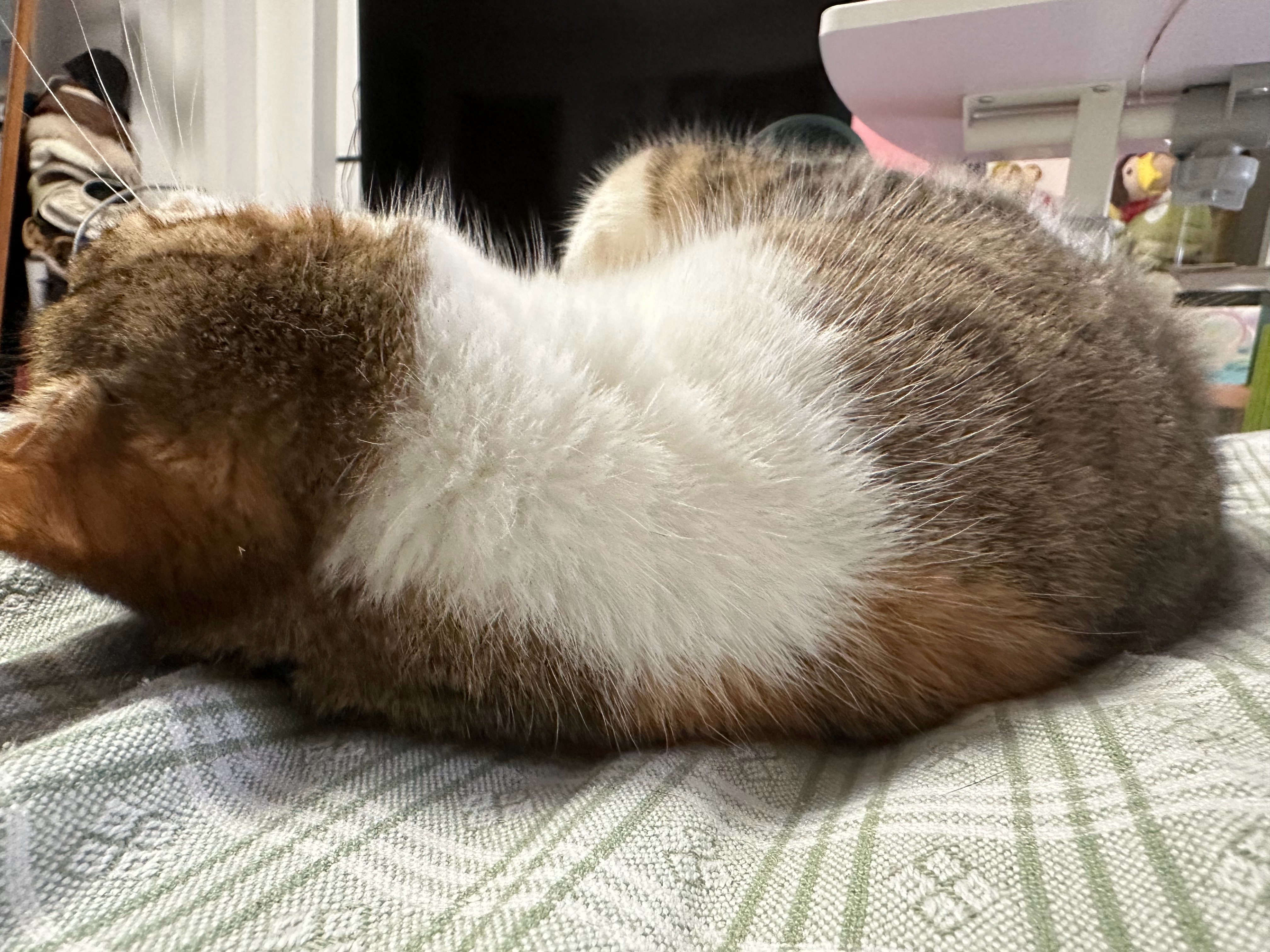 小猫太爱进衣柜了只好多放一小袋樟脑丸 