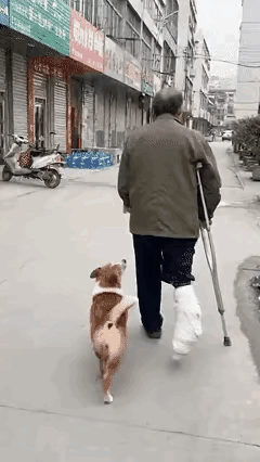 男子脚摔断打了石膏，拄着拐杖一瘸一拐出门透气，家里的狗子也颠颠跟着。走着走着，原