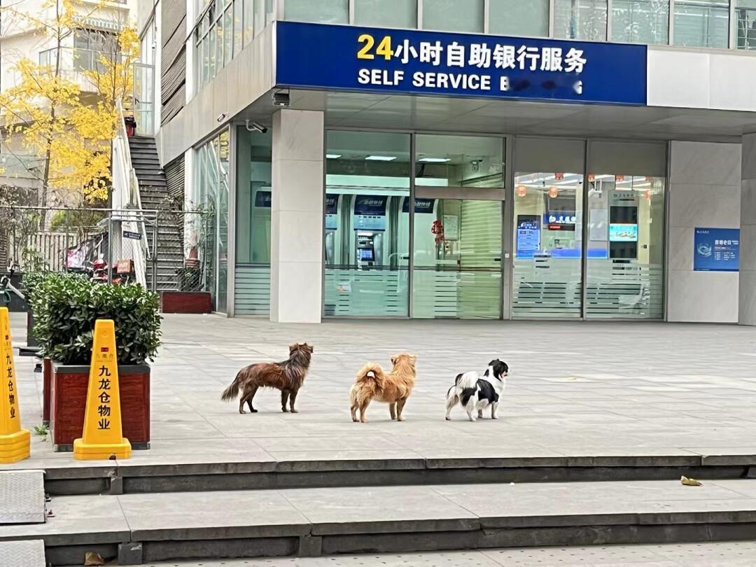 正在密谋抢银行的小狗 ​​​